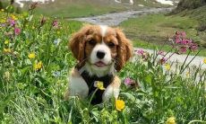 充满活力的儿童运动会口号，鼓励孩子们积极参与、充分发挥潜力和展现自我，八个字轻松传递正能量！