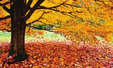 渐变的天气带来新的问候短信传达方式