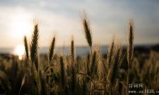 将名言警句化为行动力——聚焦于天才的秘密基因