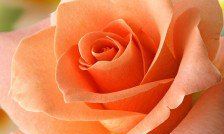 探讨亲情与友情：描绘那些让我们动容的关系、分享同感的时光和彼此坚守不离不弃的情感盛宴