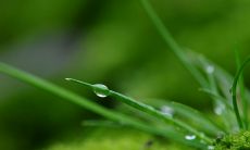 50句生动描写春雨的优美句子，感受春雨的轻柔滋润与清新芳香