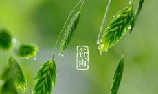 美丽意境温暖心灵的谷雨句子，带来诗意与感动