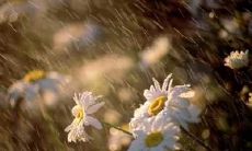 精选唯美森系伤感句子，让你沉浸在缠绵感情与自然美景交织的幽雅情境中