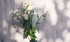 以简单而开心的态度活着：走近简单幸福的生活方式