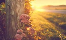 用暗色调的美图搭配清新简短的句子，传达心静的感受