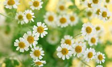 一份充满温馨和感激之情的感恩节祝福句子库