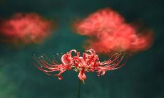 探寻爱与关怀的真谛：精选表达亲情之美的短语