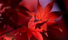 盛宴：揭秘全民挚爱的网络社交平台抖音中最受欢迎的句子，探究它们背后的文化现象与社交价值