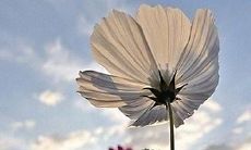 祝福表达句子及心情短语——告诉他们你关心他们的健康与幸福