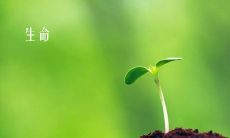 如何珍爱自己的生命？一个有意义的、实用性强的座右铭指南