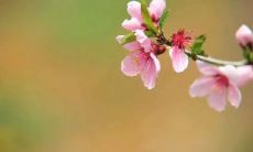 在春分这个充满雨季气息的时节，来一次完整的、包含各种朦胧诗意的诗句诗词盘点