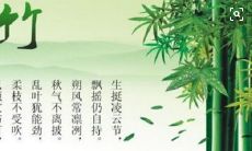 一篇汇集了各种有关竹子的精彩句子的文章