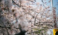 痛彻心扉：爱与伤害并存的亲情之殇，收录多种言语深深伤人的句子集锦