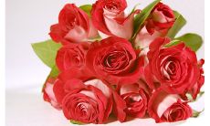 用精美语言形容玫瑰花的句子，赞美其优美、地道、光鲜、娇艳，给人以深刻、感性的视觉与情感体验