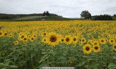 以亲情为本，不得割舍的珍贵情感：无法抛弃的亲情句子