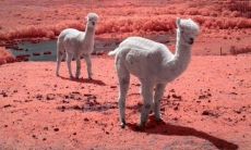 如何用比喻表达人非常愉悦、开心的情绪？