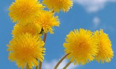 充满感恩之心，赞美善良包容的句子，表达我们的感激之情