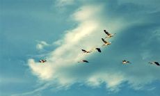 爱上初雪：洋溢着喜悦之情的下雪后心情描述