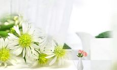 用古风句子表达美好友情的祝福