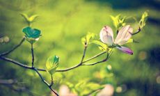 在柳林风声中闪耀着友情之光：一组描绘朋友间情感的精彩句子