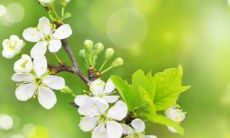 迎接绚烂春色，沐浴缤纷花香，尽情欣赏花卉盛开的春天景象