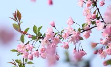 来发一篇关于祭拜先祖、缅怀历史、感恩生命的清明节说说短句分享