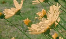 《步步春色，花开满径——描写赏花踏春的美丽句子》