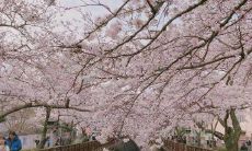 赢得人心的美妙绝伦的唯美语句，令人一见倾心