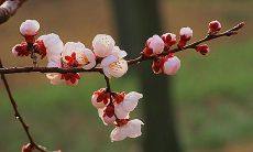 献给春天的美丽花朵：赏识和欣赏春花的诗歌佳句