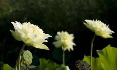 随着社会变革，家庭关系日渐稀薄：亲情逐渐流失，缺乏沟通交流成为关键问题