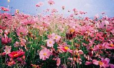 难以忘怀的舍友情，值得铭记的纪念句子