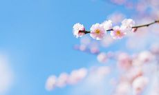 所有物种在春天复苏的神奇时刻，令人惊叹地感受到自然界的真正重生