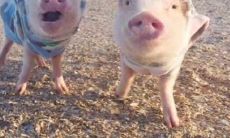 挑战最搞笑的座右铭大比拼！寻找世界上最令人捧腹的座右铭口号！