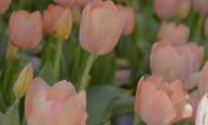 祝福三月的美好时光：适合发出的美丽句子和深意隽语