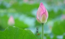 一些优美的句子，用以描述和庆祝夏至这一令人愉悦的节日