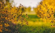 在做出决定后坚守并不后悔的名言和谚语