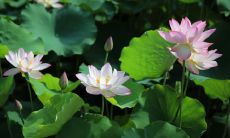 通过唯美句子细腻地描绘荷花盛开的美景