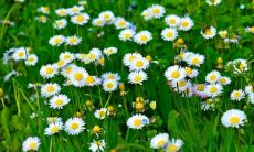 享受每日开心时刻：挑选出的表示快乐心情的古文佳句