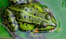 用生动细腻的语言描述青蛙的身姿、动作、习性和特色的一系列句子