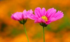 一个富有启发性的标题，讨论友情的重要性，如何建立和维持友谊以及如何在日常生活中深化这种情感联系