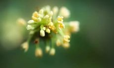 闻到桂花香气弥漫的美妙感受：赏识桂花香飘逸之韵