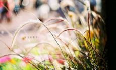 感到心烦而想要大声呐喊出来的短语