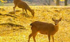 用幽默调节情绪，传递好心情：分享几句助人开心的调侃妙语
