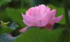 ——每天一条禅语，引领人生境界