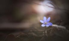 用古风文言文写出感人至深的亲情爱句子