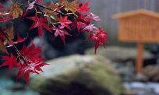 七夕节分享：经典句子，带你实现自我幸福，让自己更加开心！