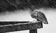 探究人类面对挫折时所用的语言表达方式并探讨其对心理健康的影响的研究