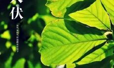 在三伏酷暑之际，给您的身体送上关怀——三伏天养生问候短信汇总！