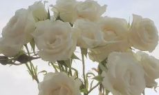 精炼清新的优质纯白小众文案，让你脱颖而出