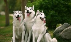 一系列让您的心情愉悦的宠物积极语句——描绘您的狗狗尽情开心的形态！